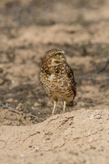 Burrowing Owl poses near it's burrow