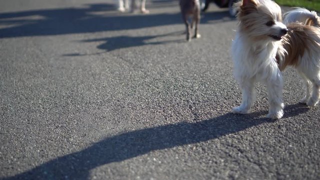 Dog walker and her pets in Zurich Park