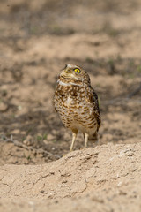 Burrowing Owl poses near it's burrow
