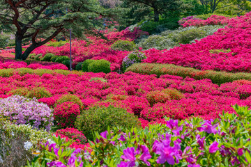 Obrazy na Szkle  Azalia w parku Komuroyama, miasto Ito, prefektura Shizuokaoka