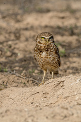 Burrowing Owl poses near it's burrow