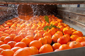 The working of citrus fruits: washing and cleaning process of tarocco oranges in a modern...