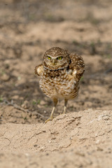 Burrowing Owl poses near it's burrow