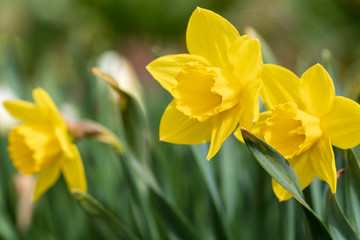 Brightly yellow inflorescences of spring flowers of narcissuses against the background of gently green leaves in sunny spring day. Soft focus.