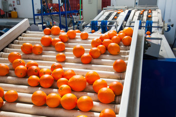 The working of citrus fruits: just selected and waxed tarocco oranges in the conveyor belt ready to be calibrated