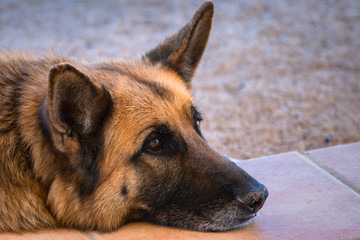 german shepherd in the meadow. Close up portrait of a tired young german shepherd dog in the field