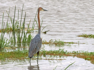 a goliath heron at the edge of a marsh in amboseli