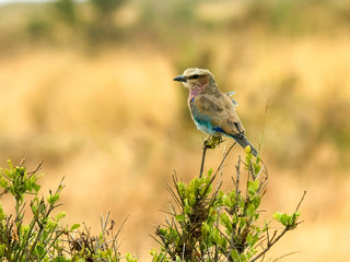 lilac breasted roller perched on a bush at amboseli, kenya