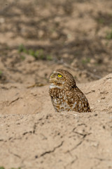 Burrowing Owl poses near it's burrow