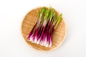 ラッキョウ（越のレッド）