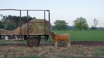 Obraz premium Cow eats hay from trailer on green meadow in front of blue sky in Brandenburg, Germany