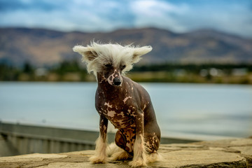 Chinese crested in lake setting