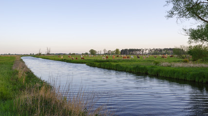 Cows graze on green meadow next to river during sunrise against blue sky