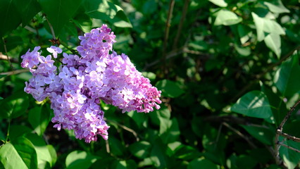bushes flowering terry lilac