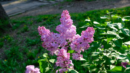 bushes flowering terry lilac