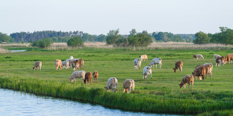 Cows Grazing On Grassy green Field Against Sky During Sunrise