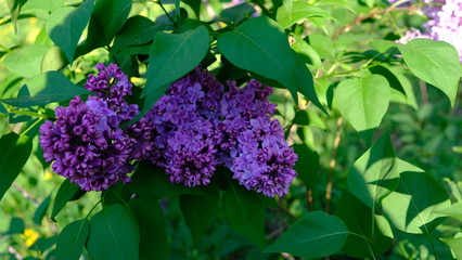 bushes flowering terry lilac