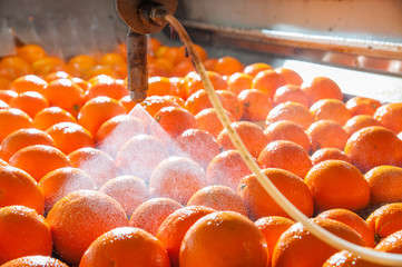 Tarocco oranges in the carriage during the waxing process
