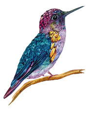 bird Hummingbird ,illustration watercolor