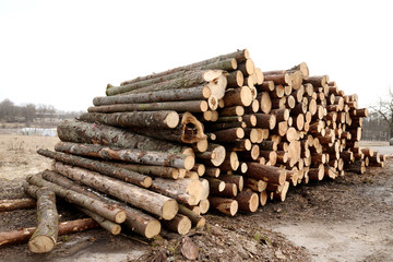 Stacked felled logs