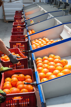Orange fruits processing: manual packaging of tarocco oranges after the calibrating process in an industrial store