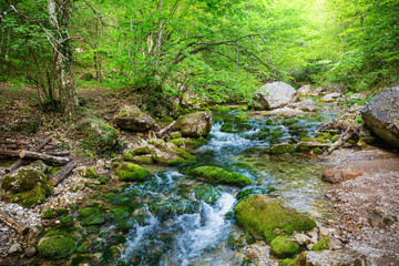 Creek in the forest