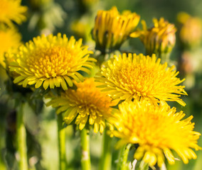 Yellow dandelions. Bright gold flowers dandelions on the meadows.
