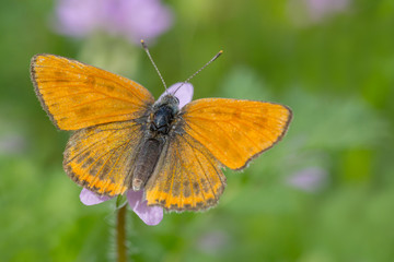 close up of brown butterfly on wild flower