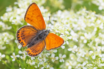 Fototapeta na wymiar lesser fiery copper butterfly sitting on white flowers