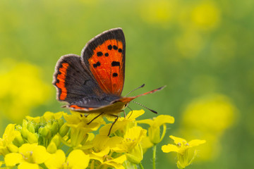 close up of lesser fiery copper butterfly on yellow flowers