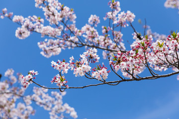 Cherry blossom in japan,sakura flowers