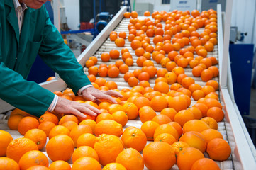 The working of citrus fruits: The manual selection of fruits: a worker ckecking oranges to reject...