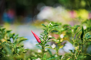 growing chili peppers. Ornamental Chilli.