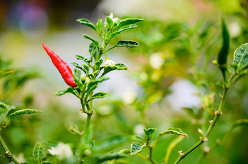 growing chili peppers. Ornamental Chilli.