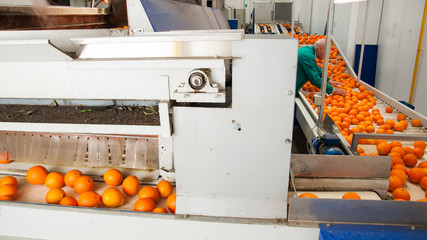 The working of citrus fruits: just waxed tarocco oranges in the carriage for the manual selection in a modern factory