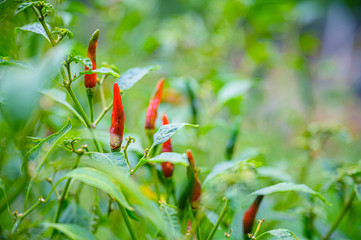 growing chili peppers. Ornamental Chilli.