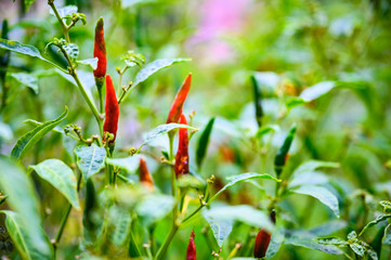 growing chili peppers. Ornamental Chilli.