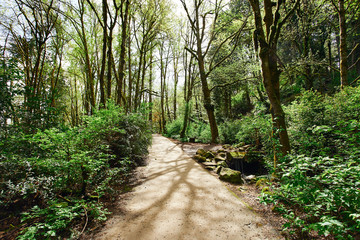 Lush green wooded landscape in a Pacific temperate rainforest in Oregon on a sunny spring day.