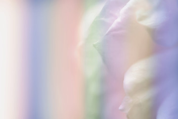 Rose flower blurred in soft color for background