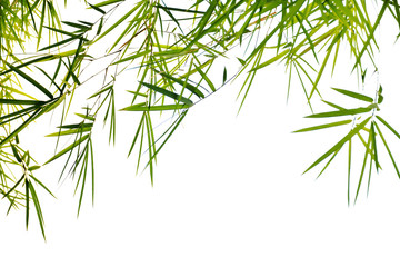 Bamboo leaves on white for background