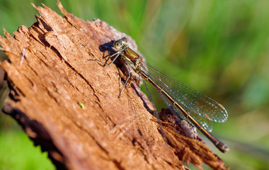 Libelle