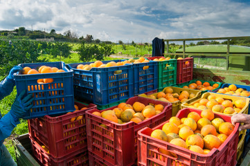 Orange harvest time: colored fruit boxes full of navel oranges in an citrus grove during harvest...