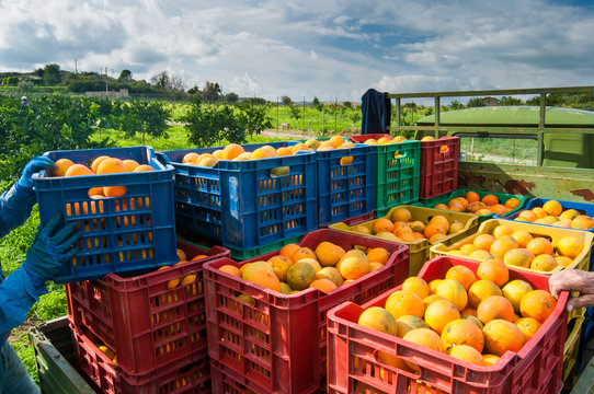Orange harvest time: colored fruit boxes full of navel oranges in an citrus grove during harvest season in Sicily