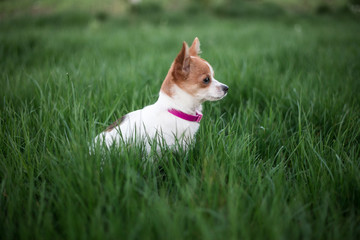  Chihuahua sitting in the grass