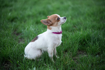  Little dog on the grass