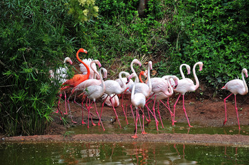 Fototapeta na wymiar group of greater flamingos at lake shore