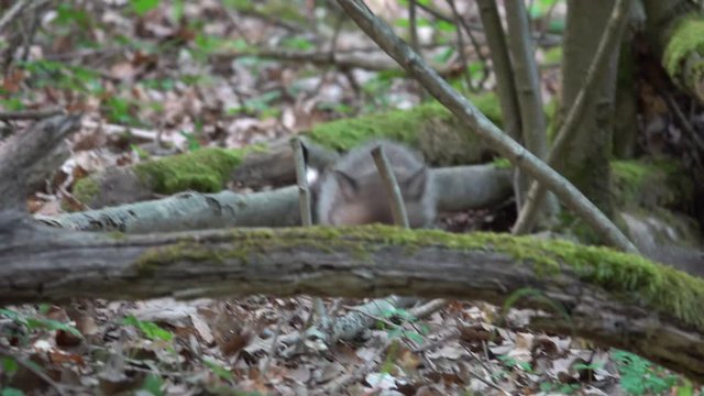 Rotfuchs, welpen am Bau, Eifel