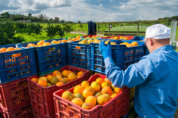 Orange harvest time: colored fruit boxes full of navel oranges in an citrus grove during harvest...