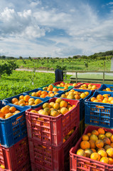 Orange harvest time: colored fruit boxes full of navel oranges in an citrus grove during harvest season in Sicily - obrazy, fototapety, plakaty