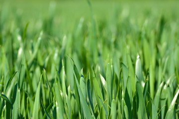Close up of grainfield with thick grass without ear in early spring